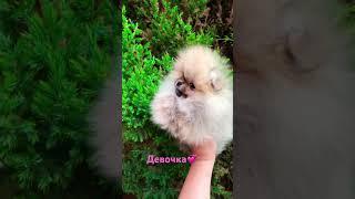 Шпиц девочка, тип мишка #shorts #spitz #spitz_dog #шпиц #щенокшпица