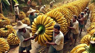 Billions Of Bananas Are Harvested And Processed This Way