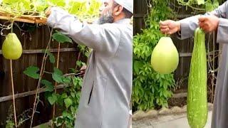 Harvesting Bottle Gourd/Bangla Lau/Bangla Kodu 2020/Shoker Bagan/Hobby Garden/My Organic Garden 2020