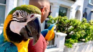 Mia Flies More Than Mikey || Full Day Parrot Vlog