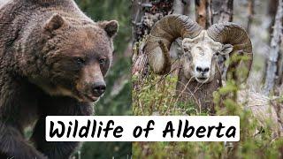 Wildlife of Alberta