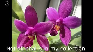 #GVOS2020 Phalaenopsis -s, a few blooming right now. Фаленопсисы