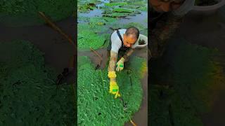 Beautiful natural Gorgon harvesting and rural life #nature #enjoy