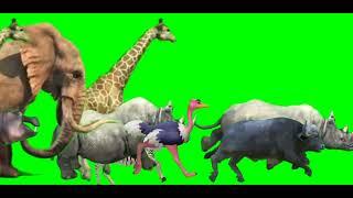 Animals Savanna Stampede green screen