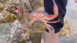 Xiao Zhang rushed to the sea, but was bitten by a hairy clam! Wild sea fish caught