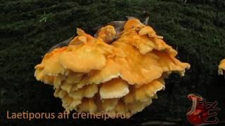 Laetiporus aff. cremeiporus- Australia