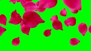 # green screen effect. # Rose flower. # HD flower effect. # free download video.