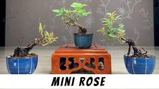 Miniature Rose Mame Bonsai Trees | Beginner Bonsai 製作小玫瑰盆栽- 小品盆栽