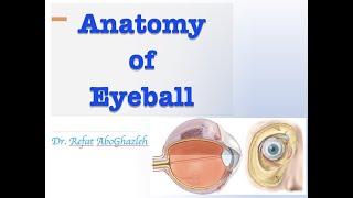 Anatomy of Eye