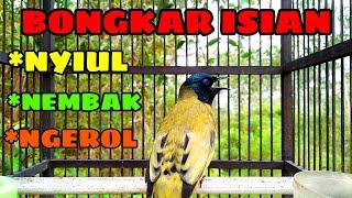 Bird Chirping_Burung KUTILANG SUTRA GACOR Bongkar Isian ( Pycnonotus Atriceps ) @AnakDesaKicau