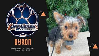 1 Week Puppy Board & Train l 3 Month Old Yorkie “Byron” l Trainer Katie Smith