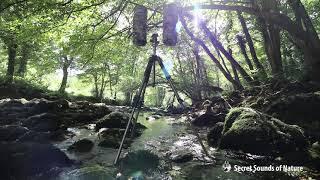 Field recording/audio recording, river in summer - HQ audio