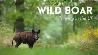 Wild Boar Thriving in the UK! - Rewilding