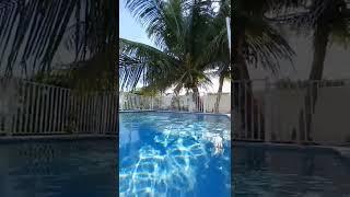 pool and palm tree 141