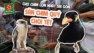 Săn CHIM CẢNH QUÝ HIẾM chơi Tết ở khu chợ chim lớn nhất Sài Gòn -Chim Nhòng, chim Ưng hút khách nhất