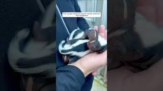 This couple adopted a poor skunk and then this happened #animalshorts #shortvideo