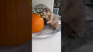 Poppy the Pumpkin Carving Prairie Dog  #prairiedog #pumpkin