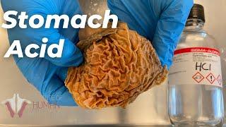 Experimenting With Stomach Acid | How strong Is It?