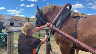 Прогулка на Советском тяжеловозе! Мощь и сила славных русских лошадей!!!#horse #equestrian