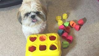 Derpy shih tzu doing smart tricks