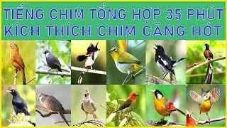 64 | TIẾNG CHIM TỔNG HỢP | KÍCH THÍCH CHIM NHÀ HÓT CĂNG | LUYỆN GIỌNG CHIM HÓT HAY  | #LYHAICHIM