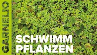 Schwimmpflanzen für das Aquarium / Teich