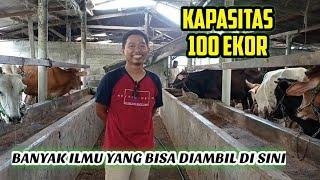 SUKSES DI KANDANG KAPASITAS 100 EKOR. Ilmu Ternaknya Sangat Luar Biasa