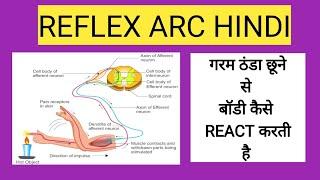 refex arc | reflex arc class physiology | refex arc diagram | knee jerk