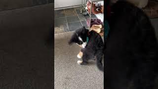 Mousse Trying to Eat Her Own Harness! | Bernese Puppy