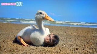 Viral Monkey and Duck Playing on the Beach Very Funny...