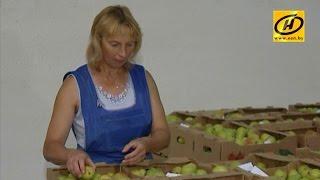 Экспорт продовольствия в Россию из Беларуси растёт – цены стоят на месте