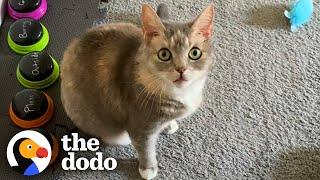 This Cat's Favorite Word Is Exactly What You'd Expect | The Dodo Cat Crazy