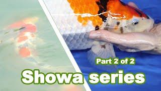 Showa Koi Fish: Detailed Opinion on this SHOWA [PART 2 of 2]