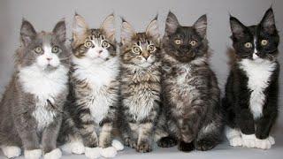 The Dazzling Variety of Maine Coon Kittens