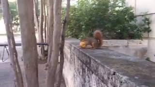 Squirrel Carrying Apple