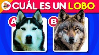 Adivina el Animal Correcto | Test de Animales | Trivia-Reto