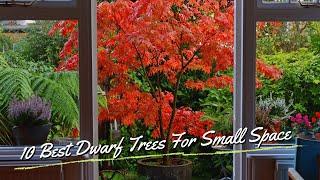 10 Best Dwarf Trees For Small Space 