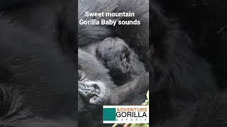 Sweet Mountain Gorilla sounds enjoyable on Gorilla safaris. A once in a lifetime experience