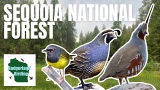 Birding an ABANDONED Road in the Sequoia National Forest, California!