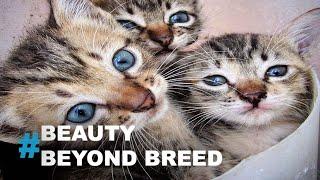 Beauty Beyond Breed: The Cries of Stray Cats | Alapaap Media