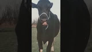 World's TALLEST steer #shorts