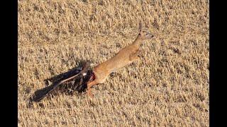 Golden eagle vs Roe deer vs Fox by Fada HD/4K