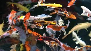 Pond Supplies | KOI MARKET AQUATIC GARDENS