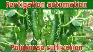 Fertigation Automation for polyhouse cucumber & tomato cultivation by Mobitech