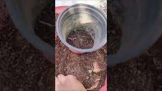 Giloy plant medicinal plant growing in garden #shorts #reels #trending #nature #viral #short #like