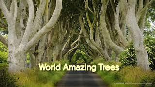 World Amazing Trees/Amazing Trees in the World/JeevikaS Creations