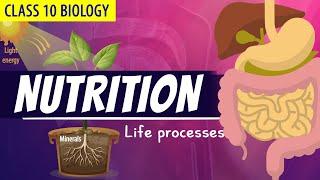 CLASS 10 LIFE PROCESSES FULL CHAPTER (Animation)| PART - 1  | NCERT Science chapter 6| Nutrition