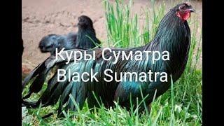 Куры Суматра. Описание породы, яйценоскость, какие яйца несут. Black Sumatra.