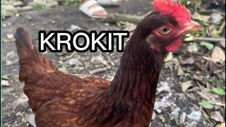 KROKIT | FREE RANGE CHICKEN | LLARENA CHANNEL