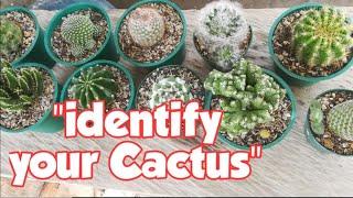 Cactus Names with Pictures - Types of Cactus